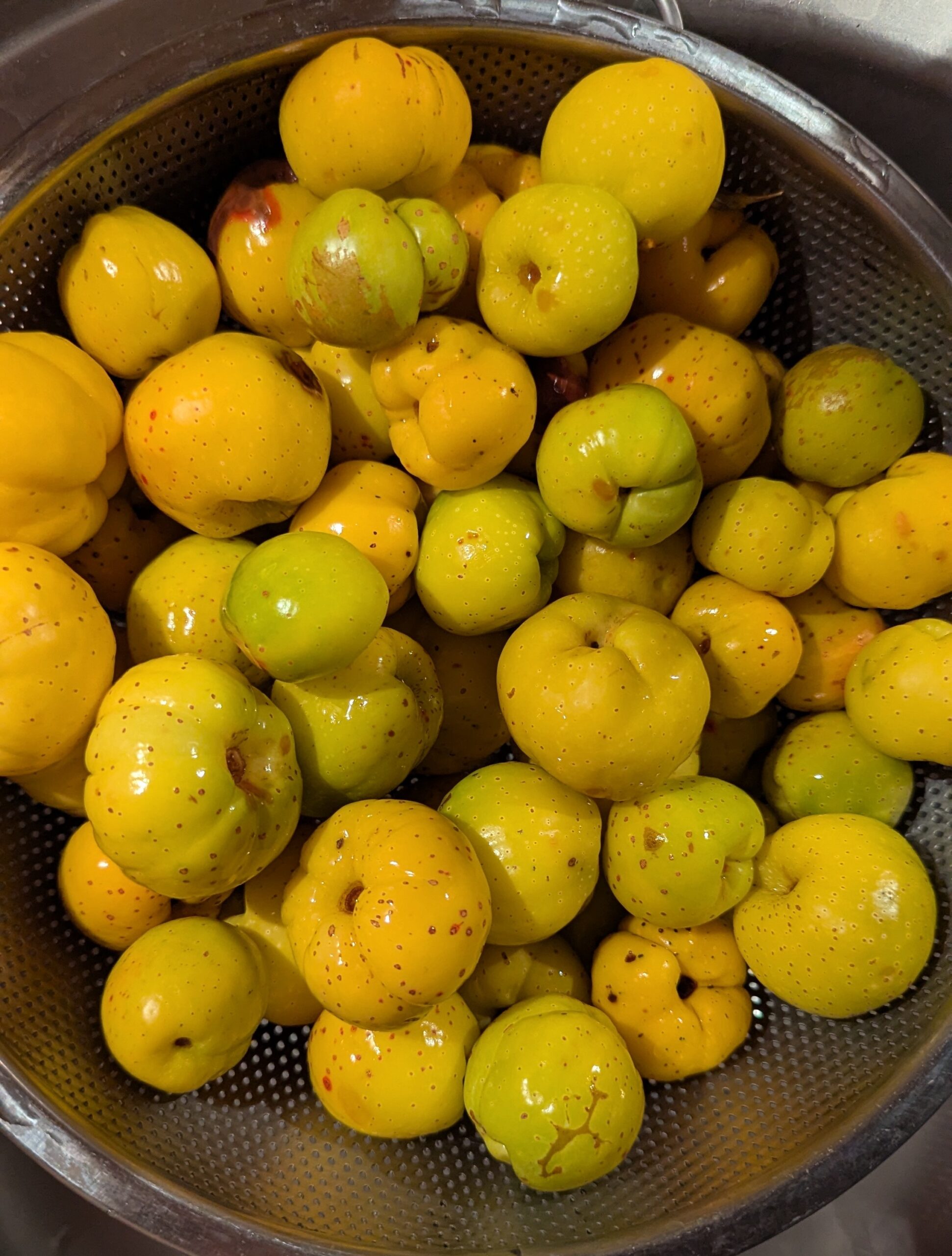 pigwowiec japoński owoce na nalewkę